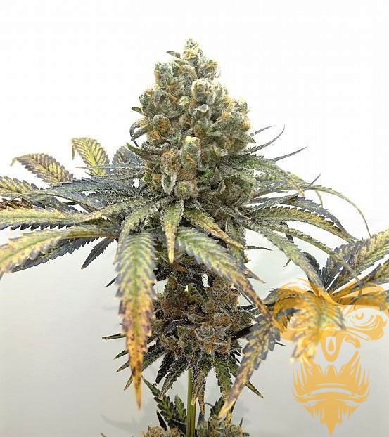 www.realgorillaseeds.com