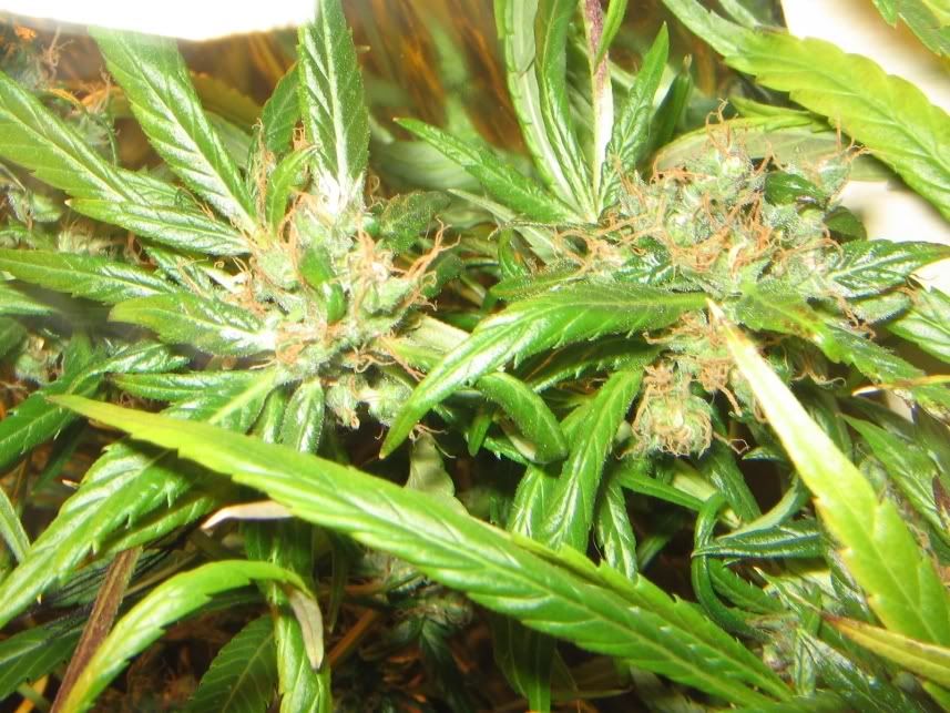 haze64.jpg