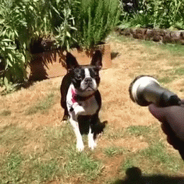gifs_23.gif