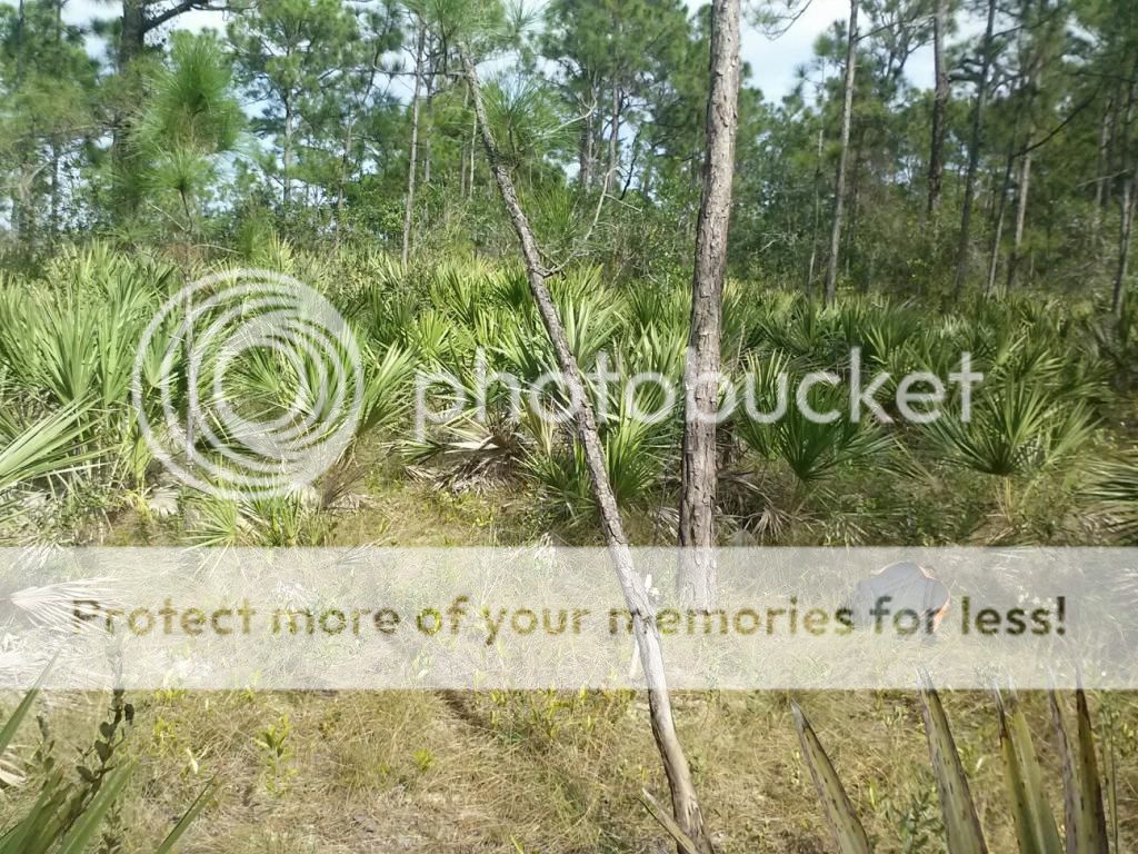 0118131226a_zpsdab04c42.jpeg