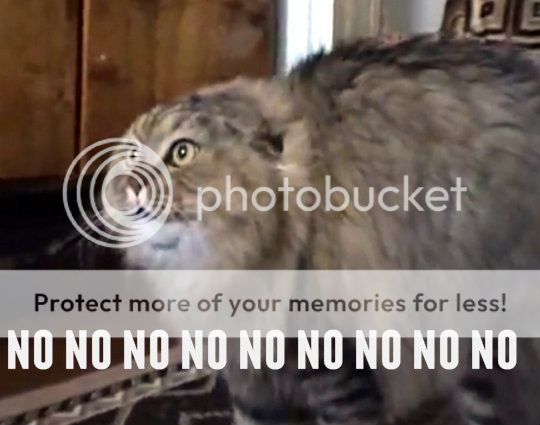 no-no-no-cat-video-1.jpg