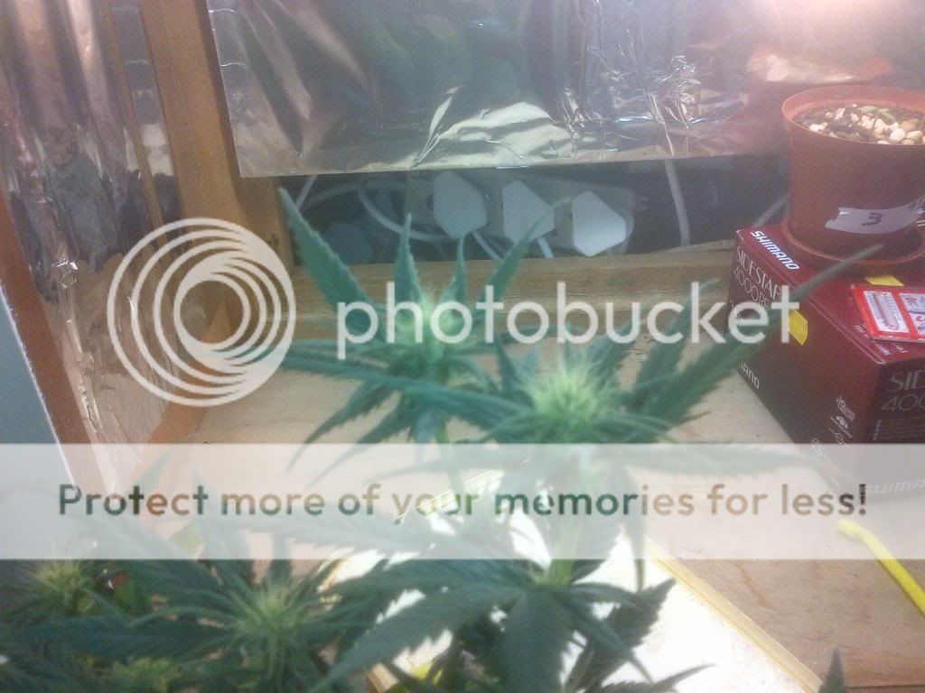 day2067202220flower.jpg