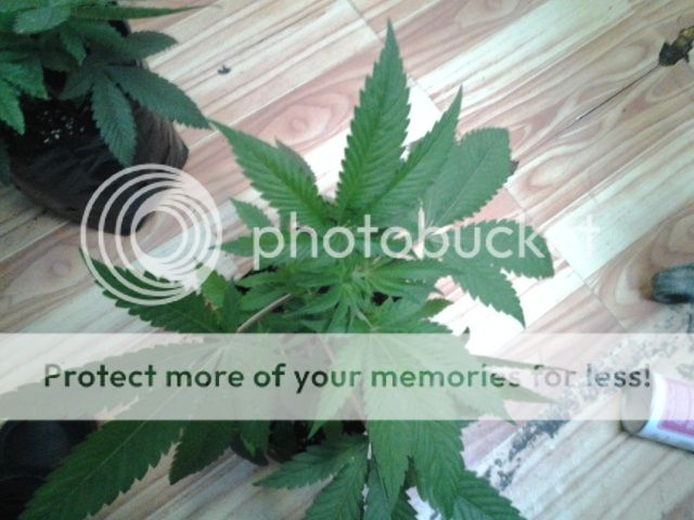 2013-05-04171820_zps6f0af927.jpg