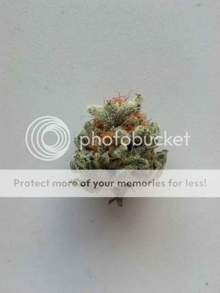 2012-12-18_12-09-33_924.jpg