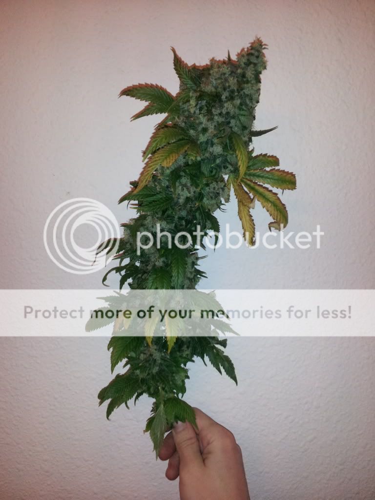 20130118_075515.jpg