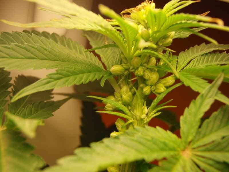 malebagseedweek2.jpg