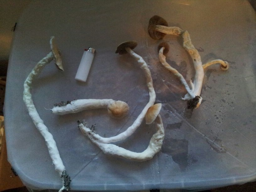 post-20116-138196591449.jpg