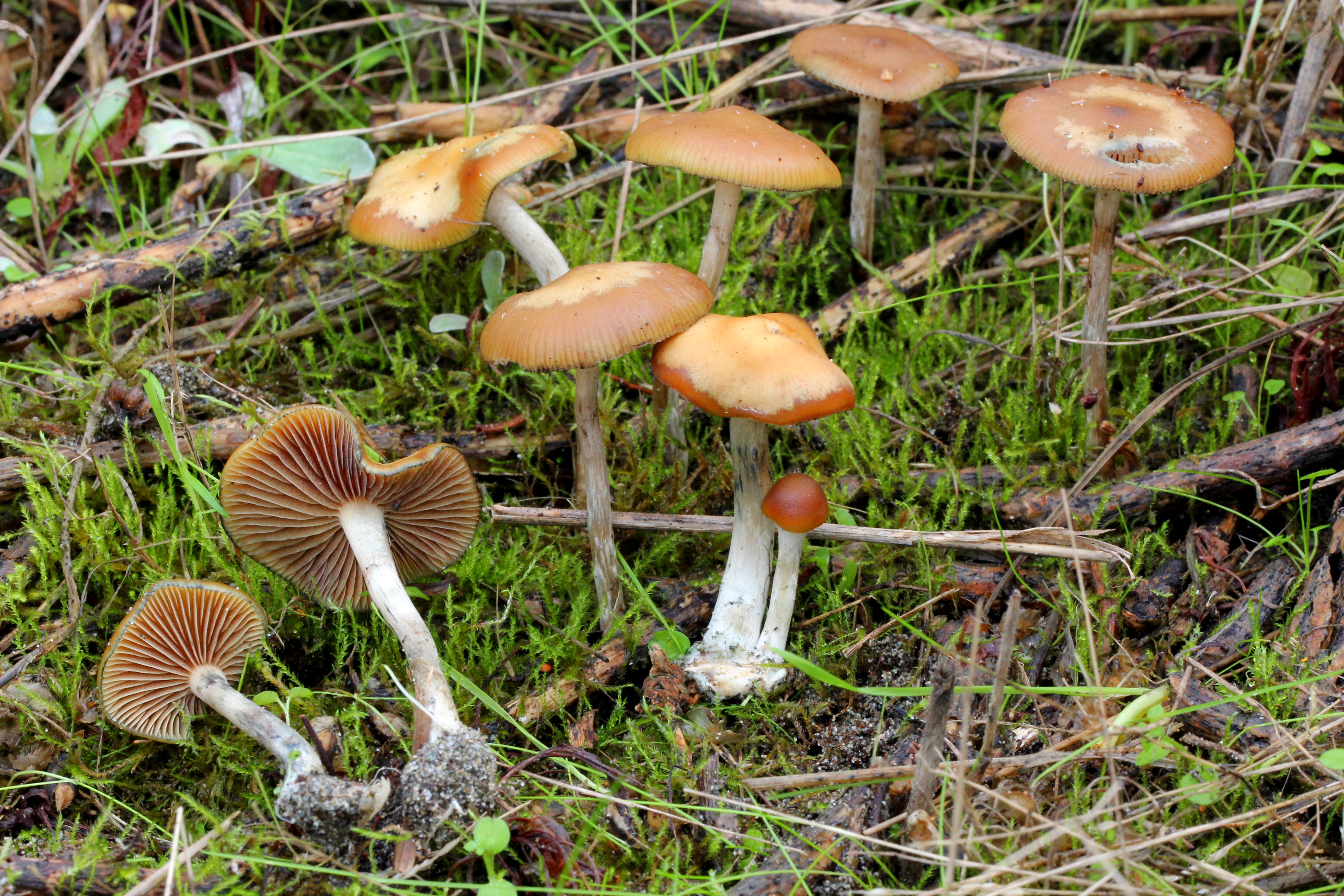 2012-12-05_Psilocybe_cyanescens_Wakef_290262.jpg