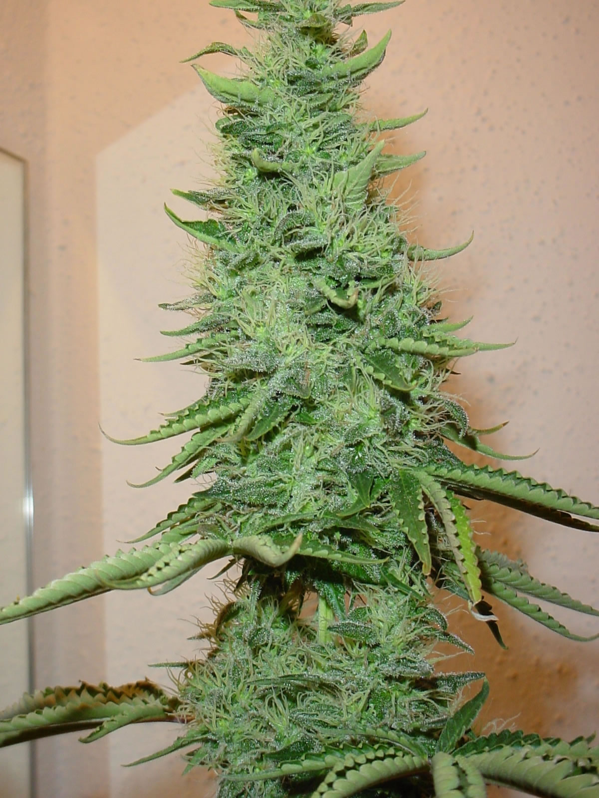 big_bud_marijuana.jpg