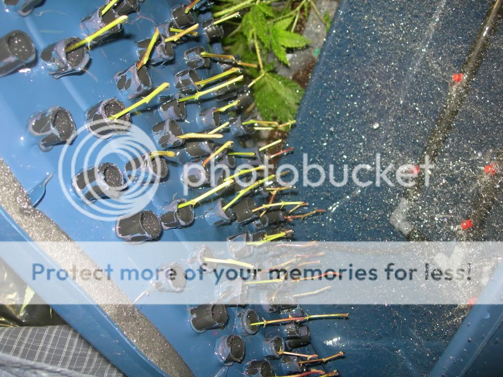 DSCN9357.jpg