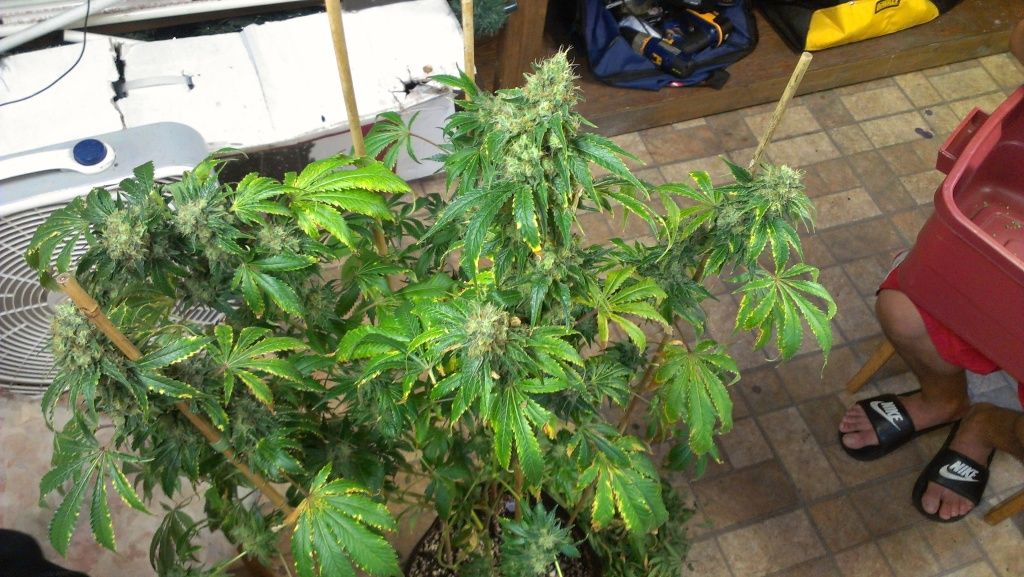 IMAG0254.jpg