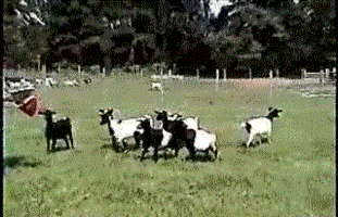 200.gif