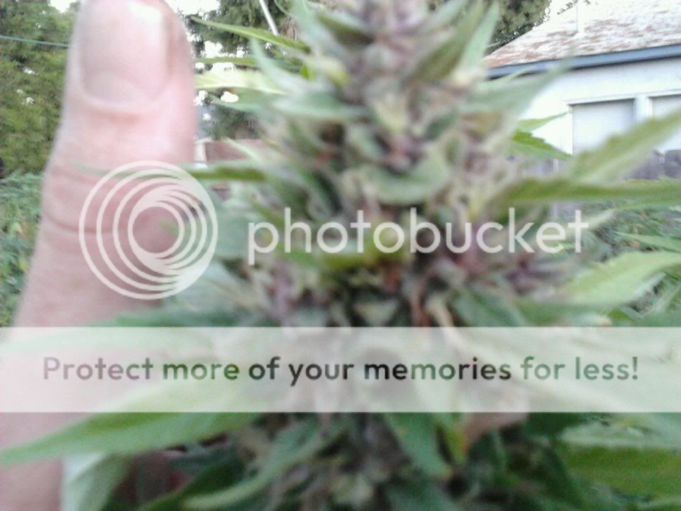 purplekushbud.jpg