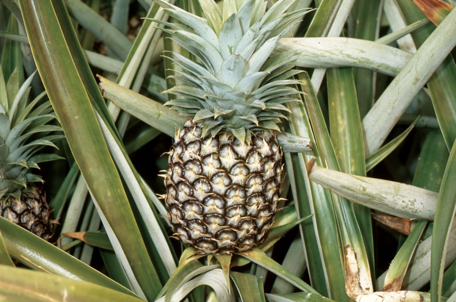 pineapple.jpg