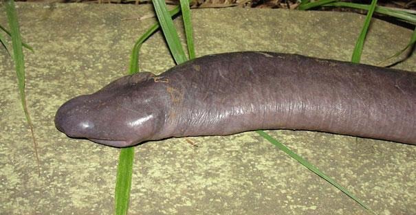 Penis-Snake-8x62.jpg