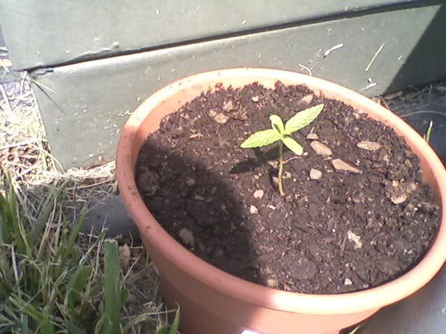 worthyseedling.jpg