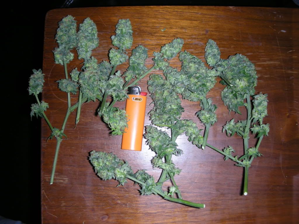 DSCN2609.jpg