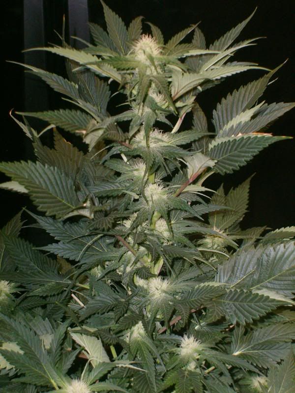 4weeksflowering025.jpg