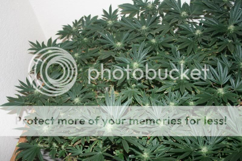 FloweringDay40002.jpg