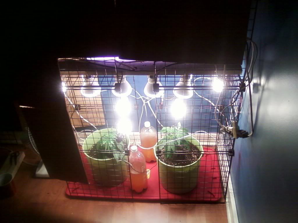 growset-up2.jpg