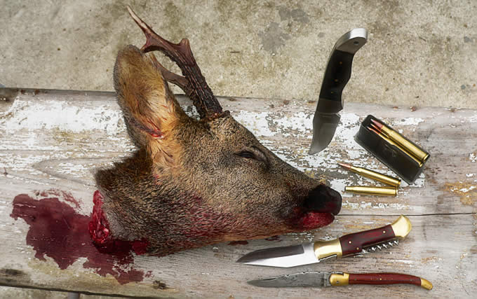 deardeer.jpg