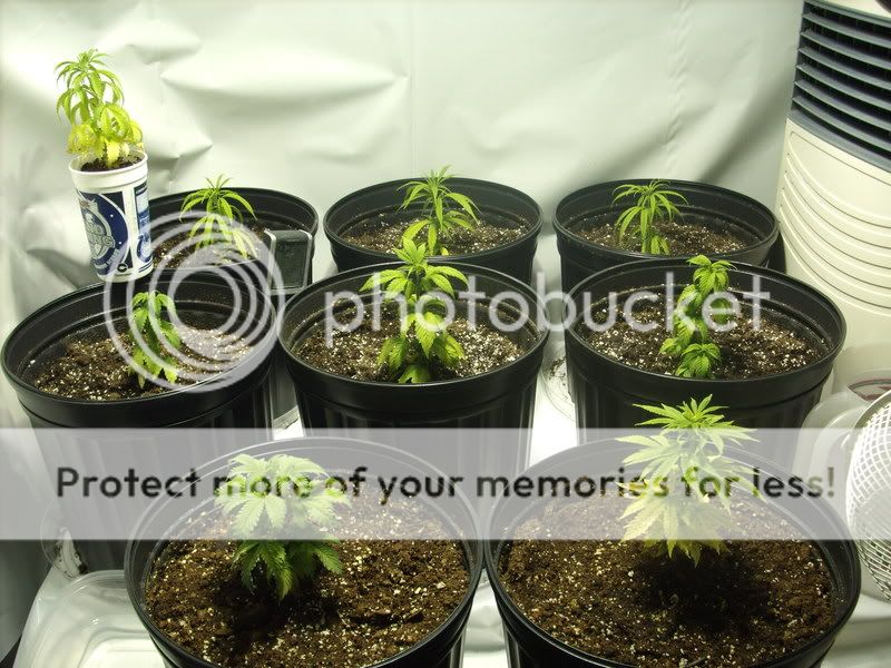 plants4003.jpg