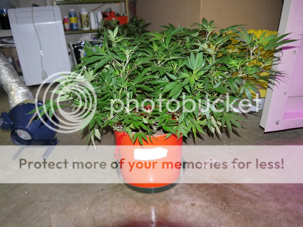 Querkle2_zpse997248b.jpg