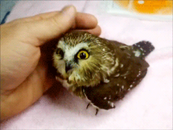 tumblr_mj9x14INAm1s4x2jbo1_250.gif