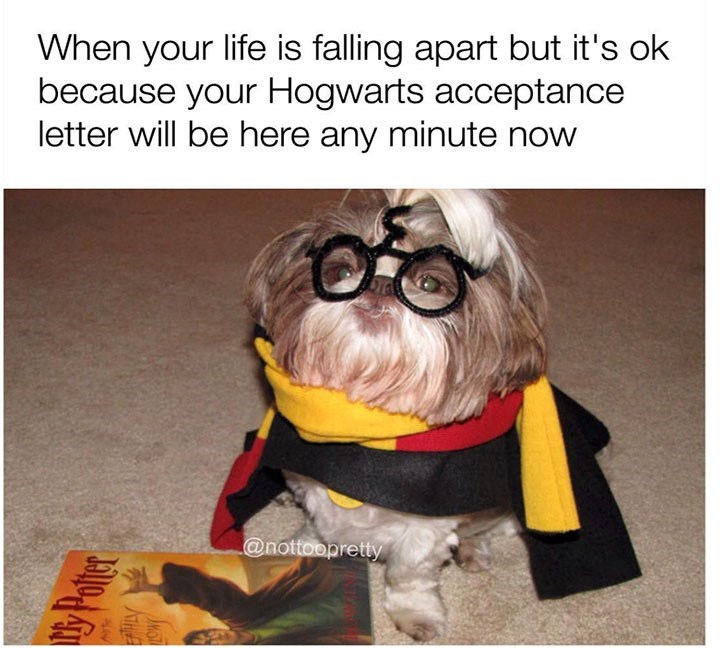 sunday-meme-of-a-dog-wearing-a-harry-potter-costume