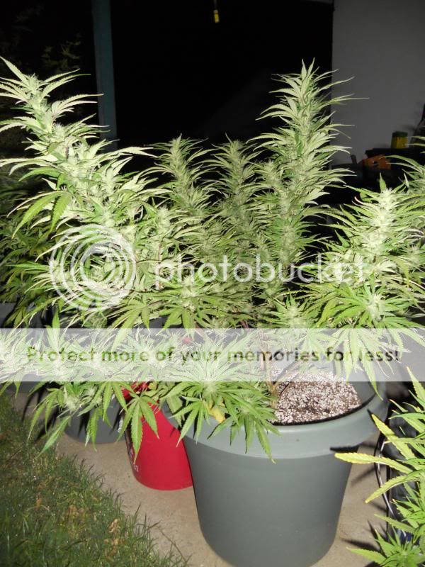 DSCN1279.jpg