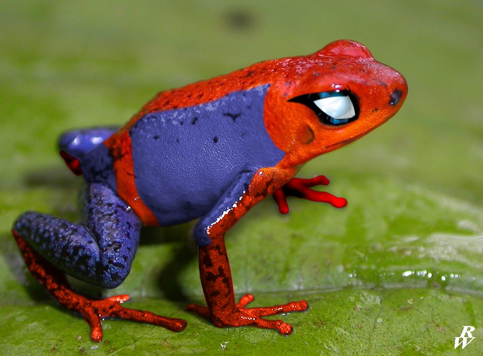 spiderfrog_by_dwarf4r-d5qe4cm.jpg