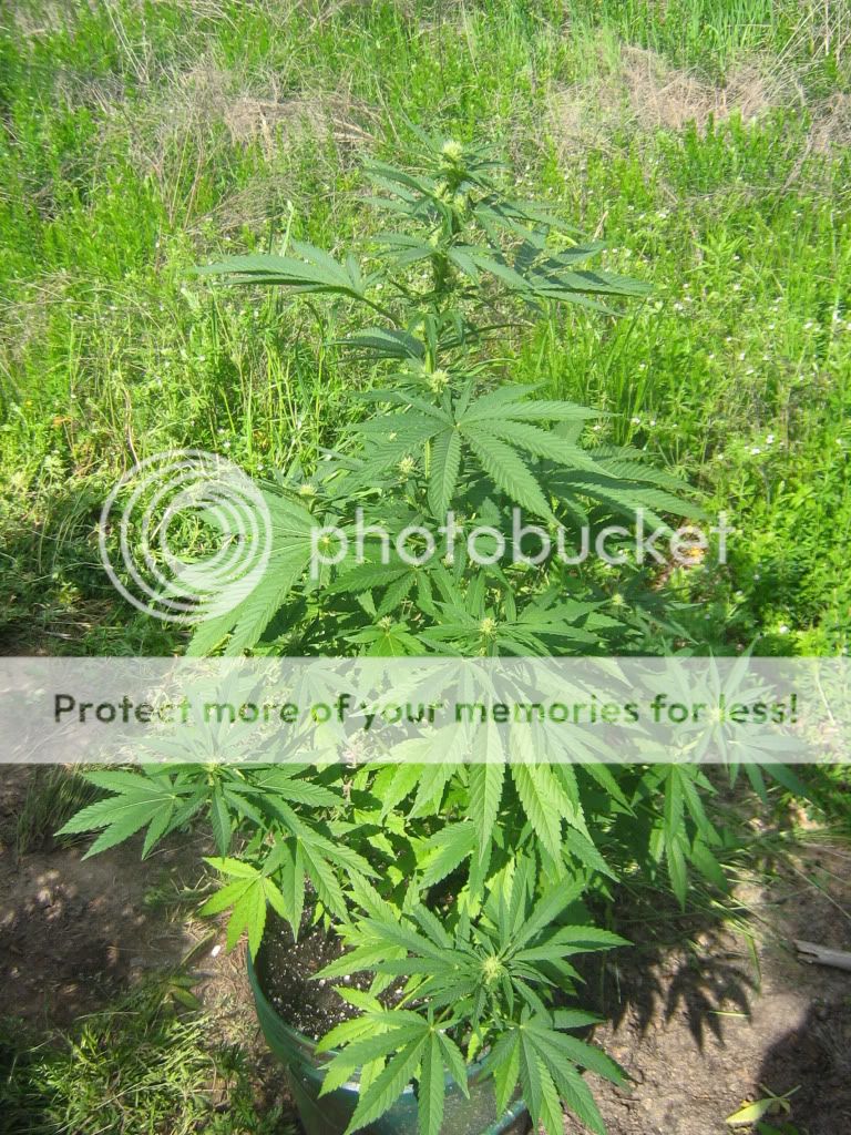Querkle7-1.jpg