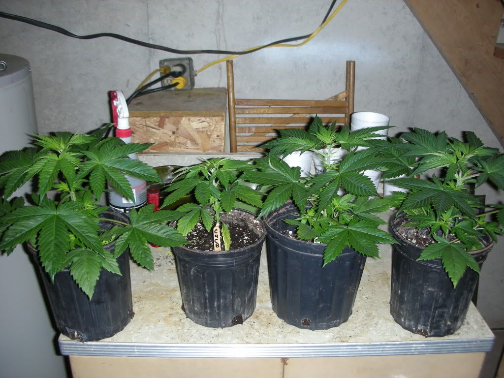 DSCN3182.jpg