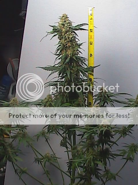 7-6-09029.jpg