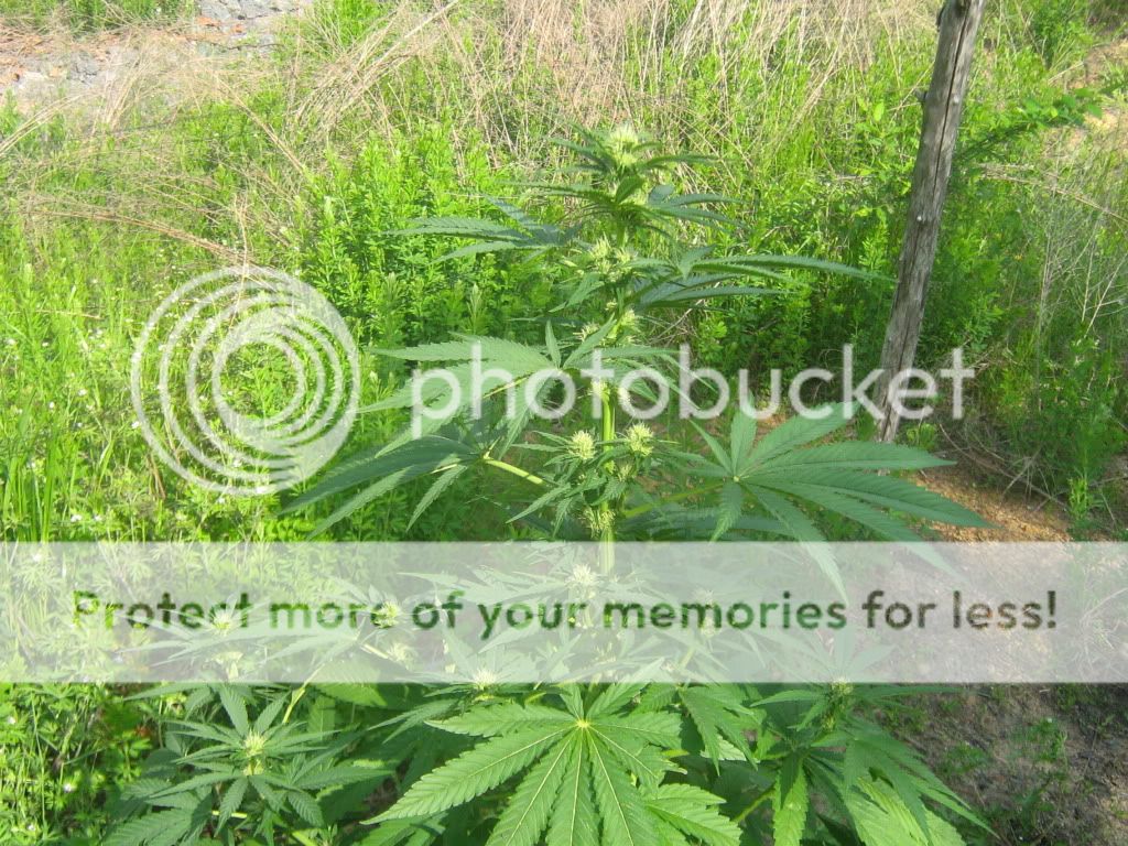 Querkle10.jpg