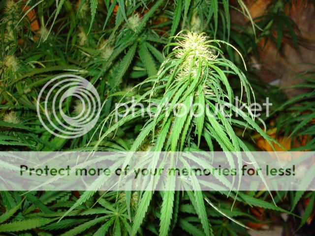 TSSLifeofPlant027.jpg