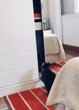 1648496239_17.gif