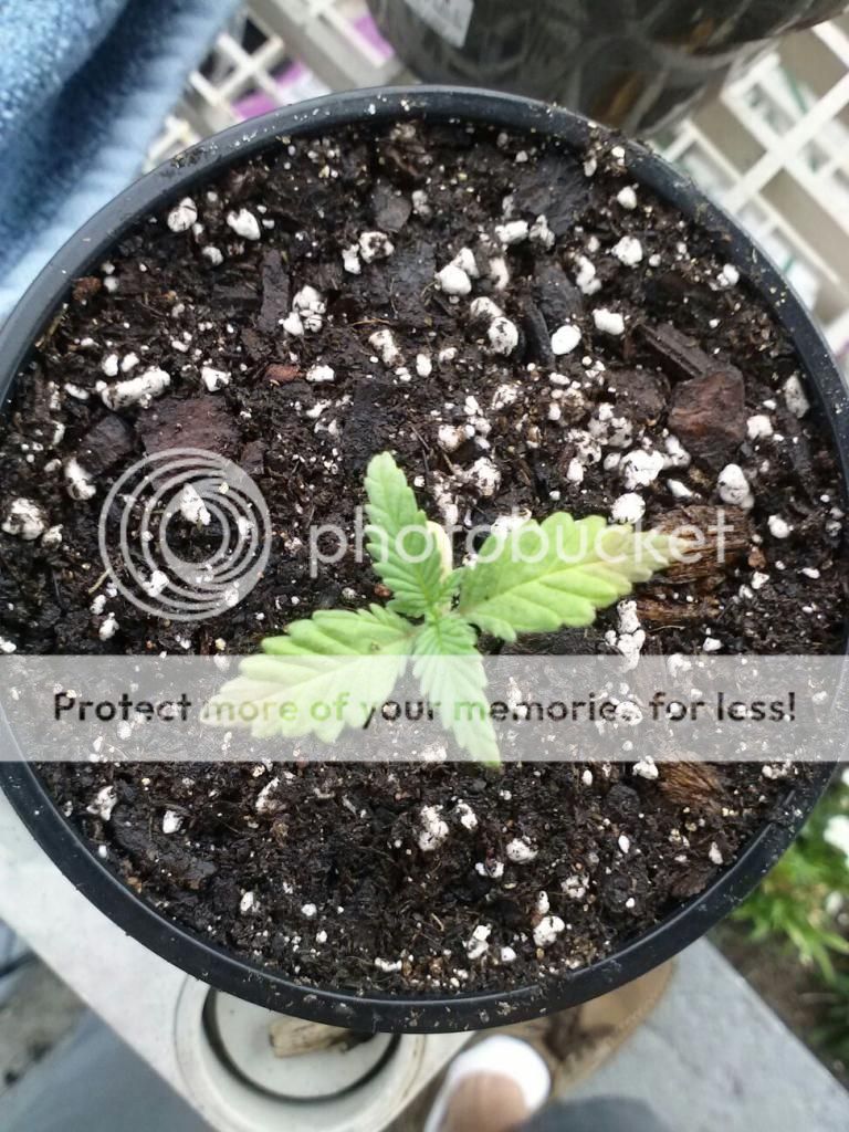 1224121309_zpsac5cf53d.jpeg