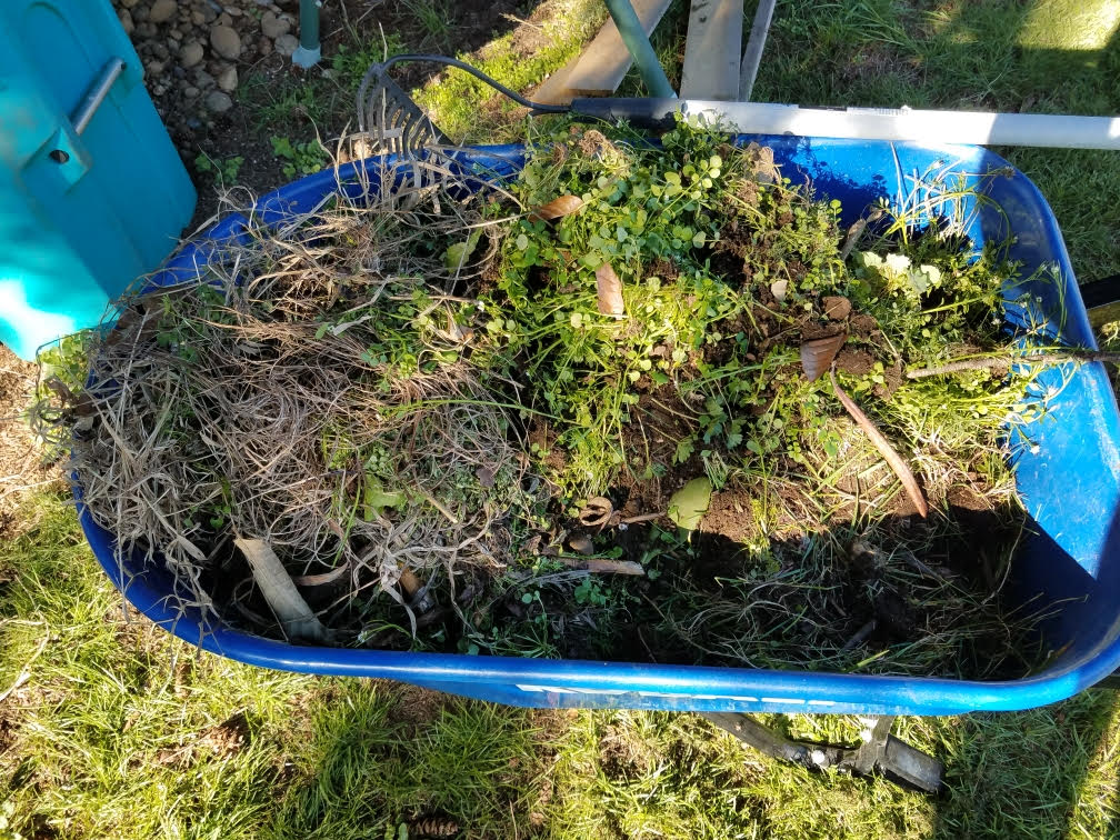 weeds.jpg