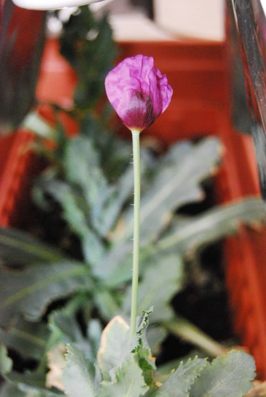 dsc_0012.jpg