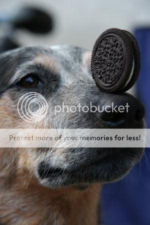 oreo.jpg