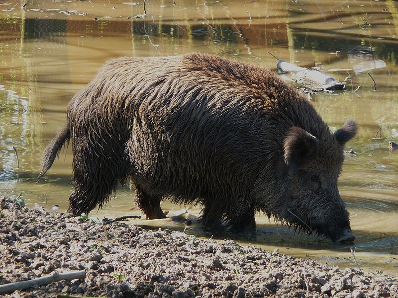 wild_boar5.jpg