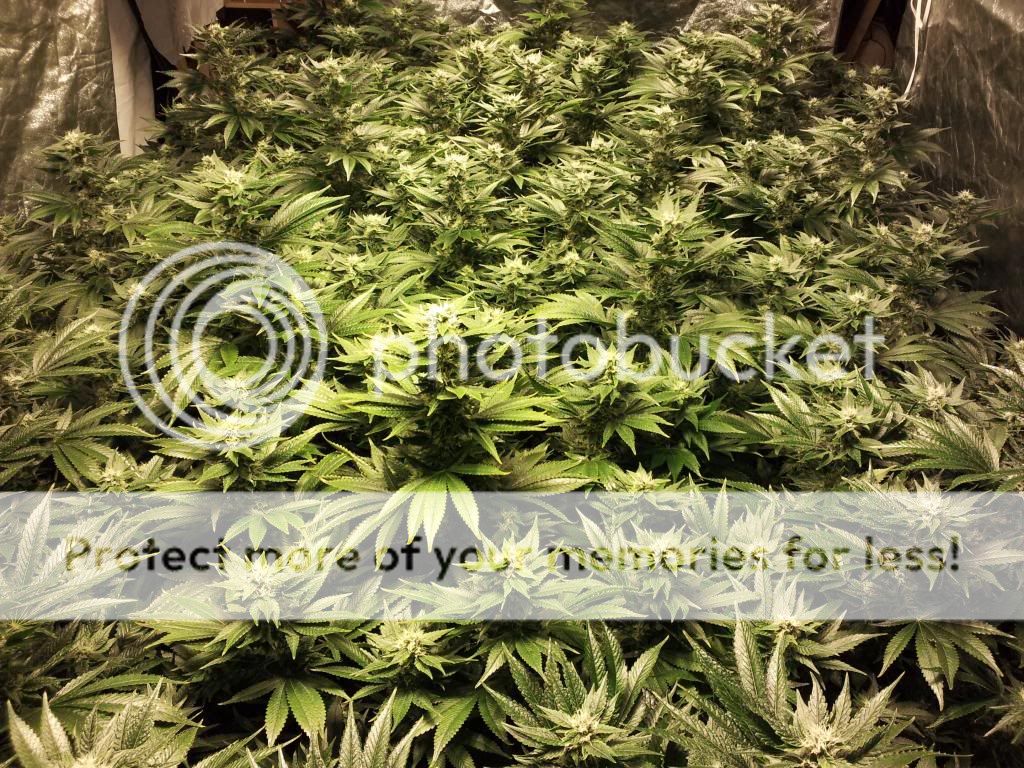 day33_7_zps07c97ddb.jpg
