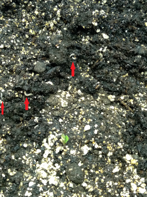 soilworms.jpg
