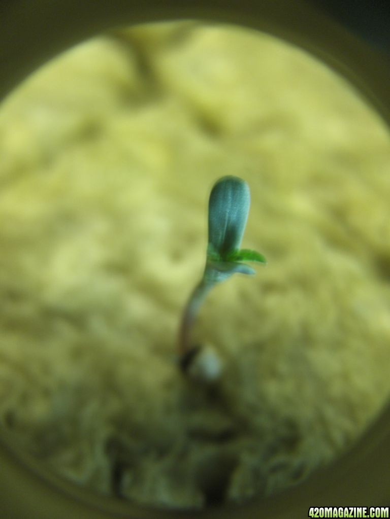 seedling43.jpg