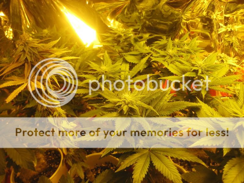 plants318.jpg