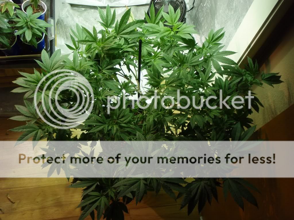 DPhyd_1024x7685.jpg