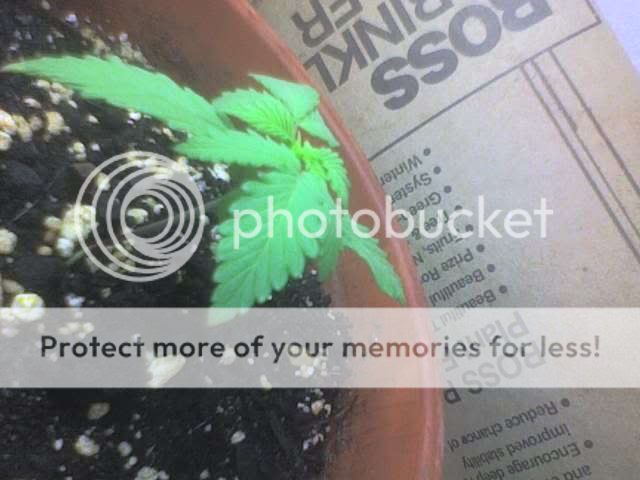untitled-11.jpg