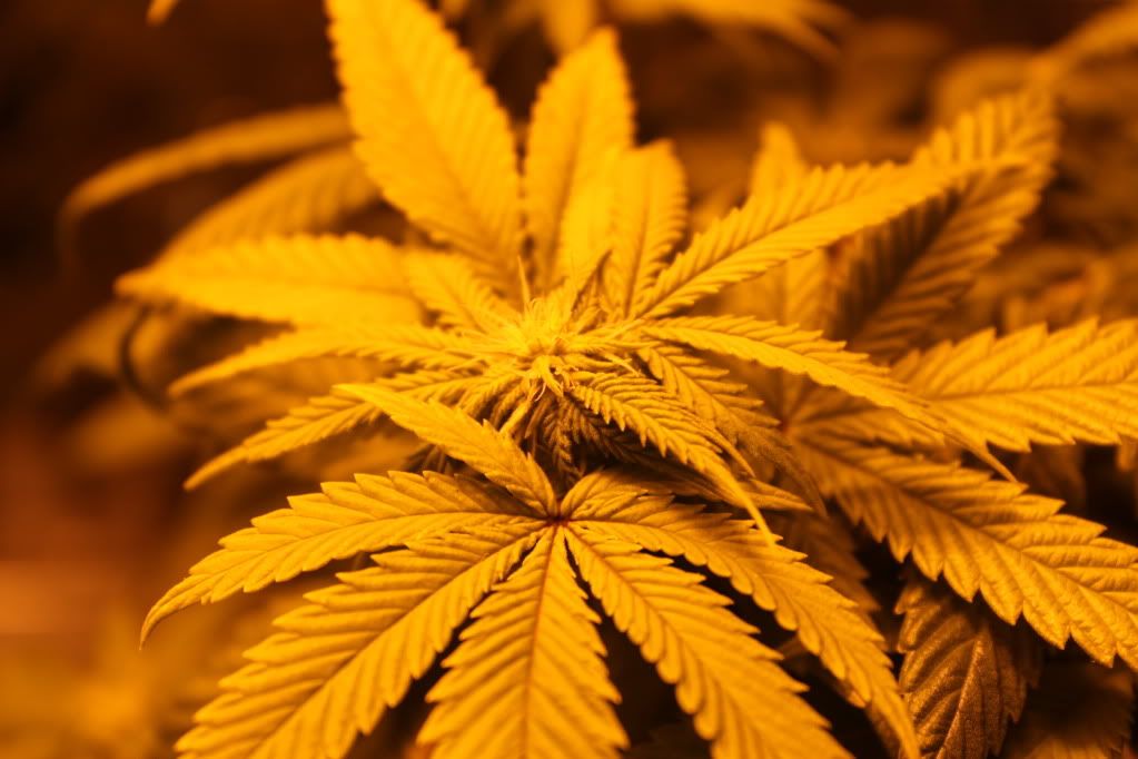 Plant2BudShot42611.jpg