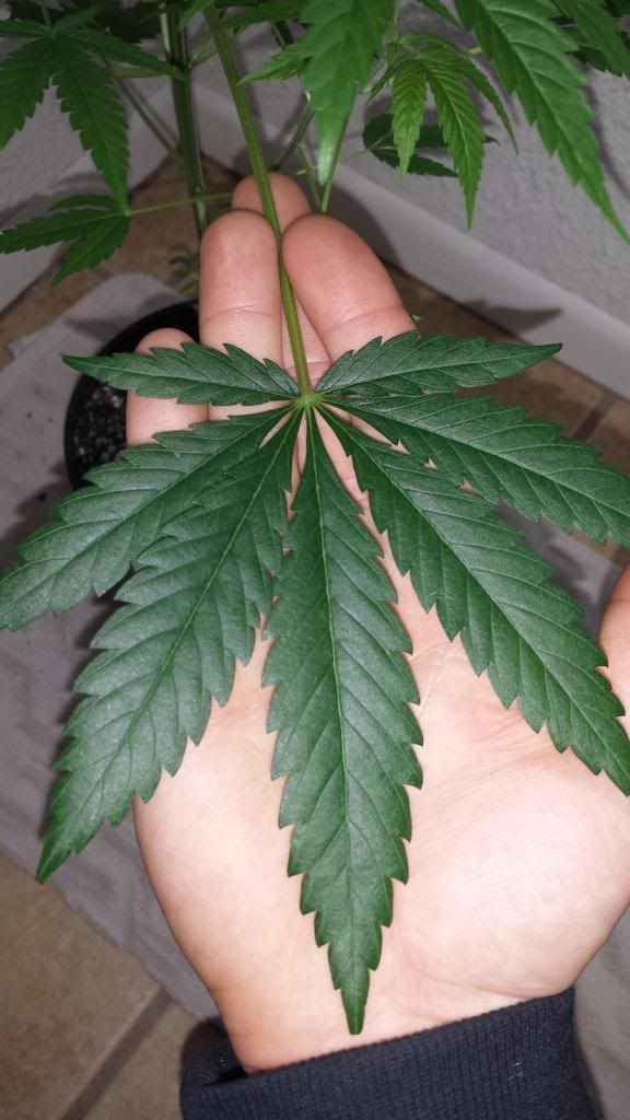 GucciWaterLeaf_zps518c7e2c.jpg